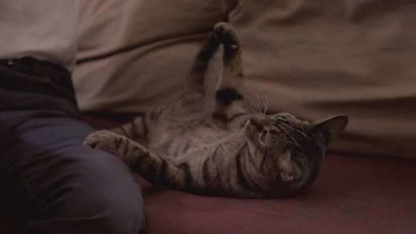 Chat Rayé Jouant Avec Son Propriétaire Tout Allongeant Sur Dos — Video