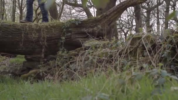 Legs Walking Fallen Tree Trunk Forest — Stock Video