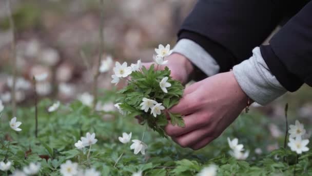 在一个华丽的福雷斯特采花的妇女的手拉手 — 图库视频影像