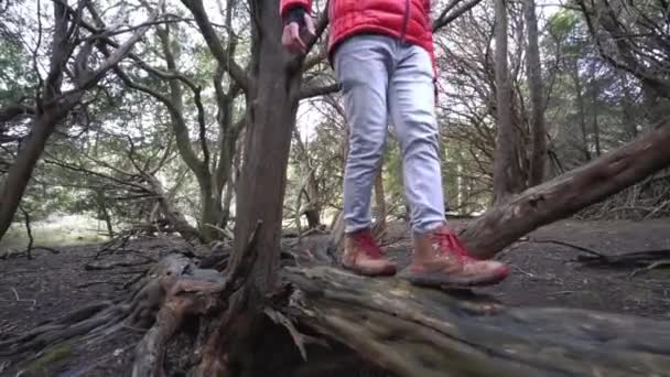 Joven Camina Bosque Sobre Tronco Árbol Podrido Volteado Con Ramas — Vídeo de stock