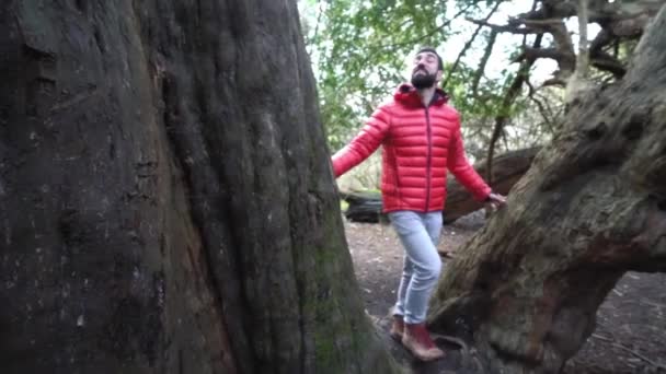 Giovane Uomo Cammina Attraverso Foresta Con Enormi Alberi Spessi Vecchi — Video Stock