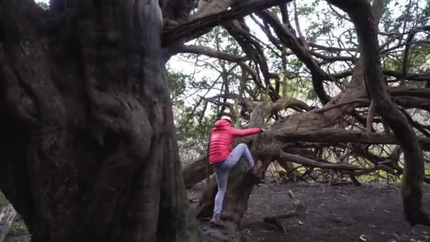 年轻人赤条条爬到茂密的老骨树上的森林里去 跟踪射击 — 图库视频影像