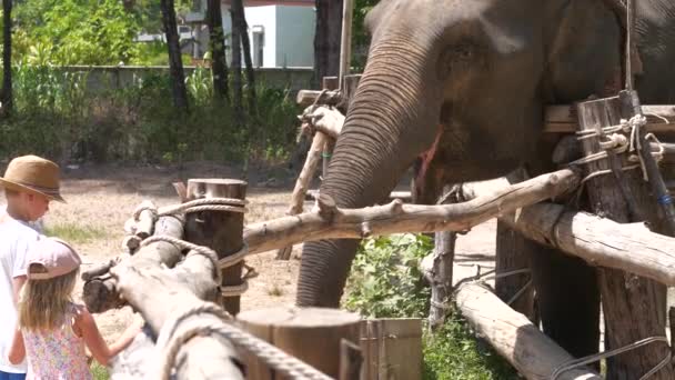 Kaukasische Kinderen Voeden Een Vriendelijke Olifant — Stockvideo