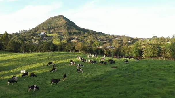 Aerial Shot Grazing Holstein Cows Golden Hour Sunset — Vídeo de stock