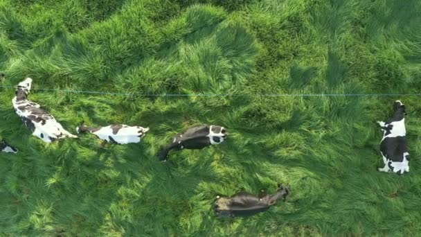 Vogelauge Dolly Luftaufnahme Von Holstein Kühen Die Während Der Goldenen — Stockvideo