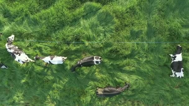 Olho Pássaro Dolly Aerial Shot Vacas Holandesas Enlouquecendo Prados Exuberantes — Vídeo de Stock