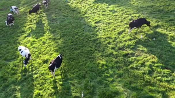 Aerial Reverse Flying Shot Holstein Cows Grazing Golden Hour Sunset — Vídeo de stock
