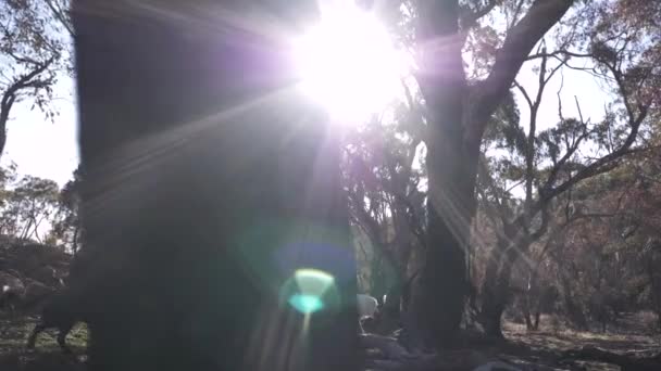 Wanita Berjalan Dengan Anjing Hutan — Stok Video