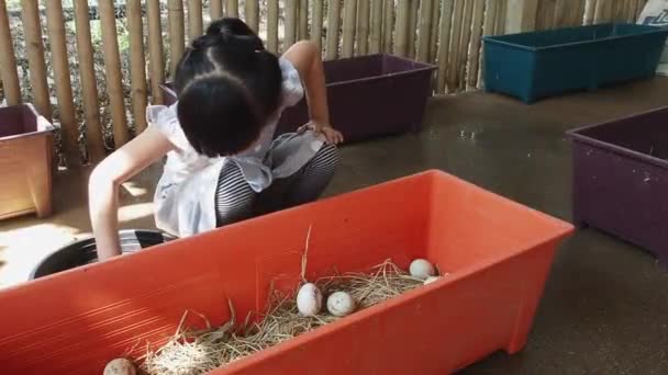 アジア人かタイ人の少女が農場の家でアヒルの卵を選んでいます 卵を注意深く集めることに座っている タイの教室外の農業での学習活動 — ストック動画