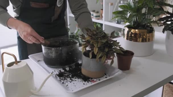 Mulher Millennial Atraente Potting Uma Planta Sua Casa — Vídeo de Stock