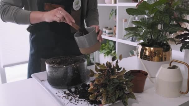 Schöne Aufnahme Einer Jungen Millennial Frau Die Eine Pflanze Eintopft — Stockvideo