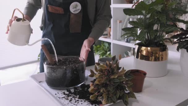 若い魅力的な植物学者散水彼女の家の植物 — ストック動画