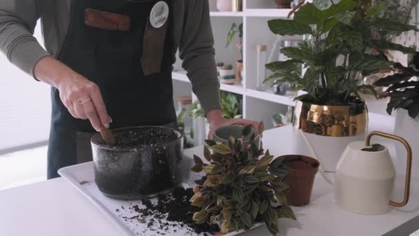 Belo Tiro Uma Jovem Mulher Regando Uma Planta Prestes Ser — Vídeo de Stock