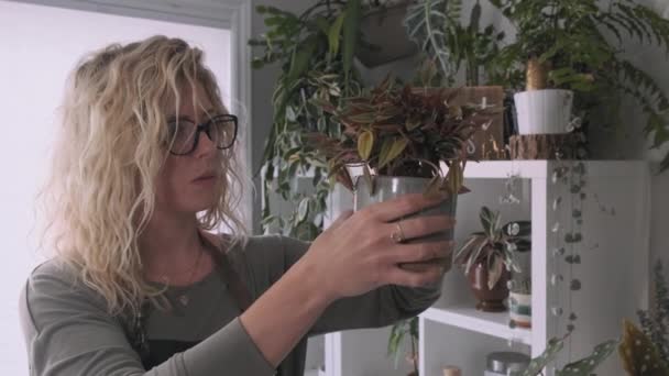 Nádherná Blondýnka Botanik Obdivující Její Nově Květované Rostliny — Stock video