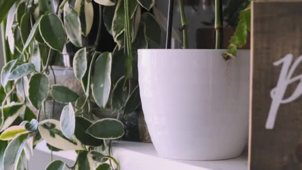 Corredera Una Hermosa Naturaleza Inspirada Decoración Del Hogar — Vídeo de stock