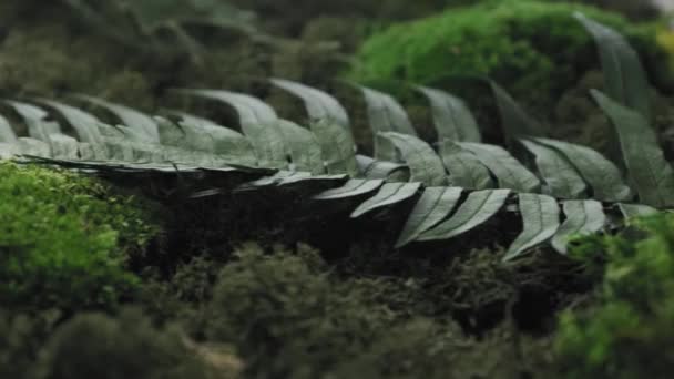 Extreme Close Slider Shot Ενός Δάσους Στυλ Υφή Πράσινο Βρύα — Αρχείο Βίντεο