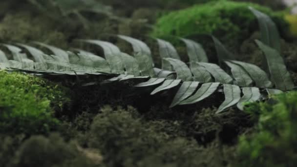 Beschermd Milieuvriendelijk Groen Mos Muur Gekweekt Een Handgemaakt Frame Voor — Stockvideo