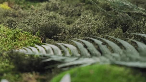 Prachtig Shot Van Een Getextureerde Groene Mos Muur — Stockvideo