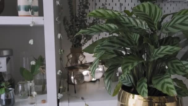 美しいインテリア植物のショットの後方スライド — ストック動画