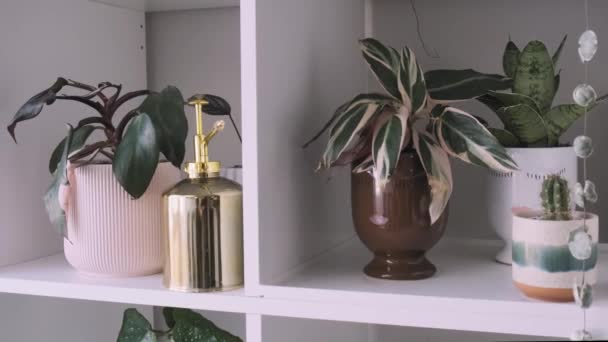インテリア植物の装飾の美しいスライダーショット — ストック動画