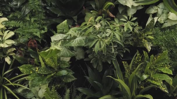 Schöne Kippaufnahme Einer Kombination Aus Bunten Blumen Und Grünen Pflanzen — Stockvideo