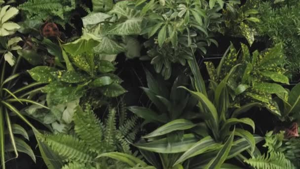 Przechyl Się Strzał Nowo Doniczkowe Kwiaty Paprocie Zielone Rośliny Zainstalowane — Wideo stockowe
