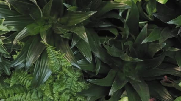 Nádherné zblízka jezdec záběr přechod ze zdravé tmavé barvy na světlejší zelené rostliny