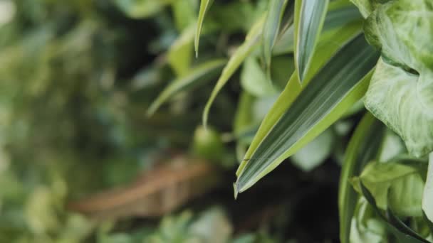 Primer Plano Bastidor Enfoque Tiro Una Pared Viva — Vídeos de Stock