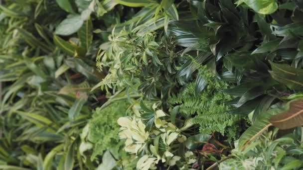 Pared Verde Vertical Desbordante Con Ramo Plantas Flores Saludables — Vídeo de stock