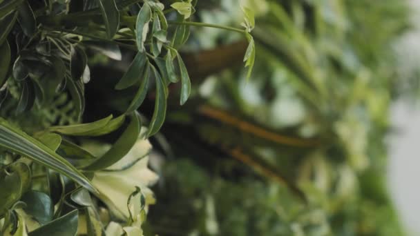 Rack Εστίαση Πλάνο Ενός Λευκού Λουλουδιού Ένα Όμορφο Πράσινο Εσωτερικό — Αρχείο Βίντεο
