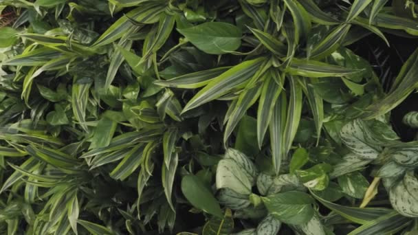 Panorámica Una Exuberante Pared Plantas Verdes — Vídeo de stock