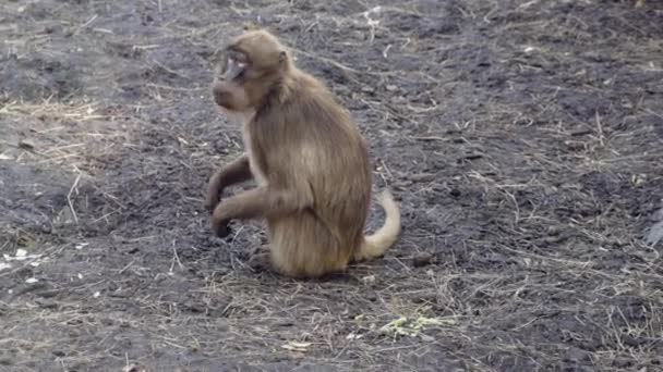 Adorable Monkey Resting Eating Reserve — Stock Video