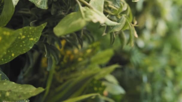 Dolly Tiro Exuberante Planta Verde Con Lunares Amarillos — Vídeo de stock