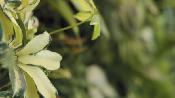 Poupée Lente Plan Une Belle Fleur Blanche Arrêtant Une Autre — Video