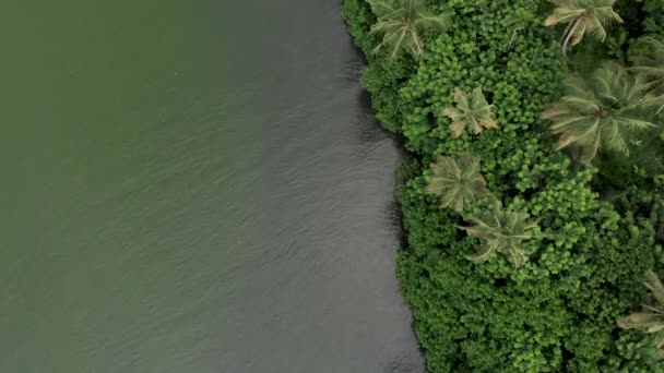 Aerial Top Drone Shot Coconut Trees River Stream Munroe Island — Stock video