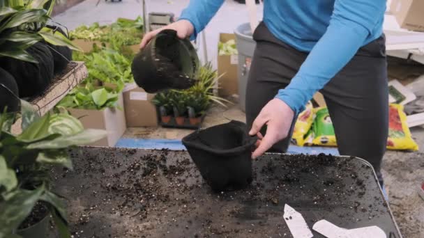 아름다운 식물을 냄비에서 꺼내어 정원용 포대에 담는다 — 비디오