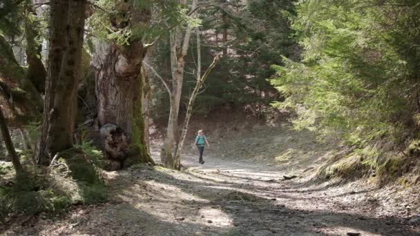Солнце Светит Сквозь Дерево Освещающее Грунтовую Дорогу Человек Походе Рюкзаком — стоковое видео