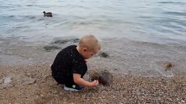 Junge Sammelt Steine Strand Des Gardasees Norditalien Während Vögel Vorbeischwimmen — Stockvideo