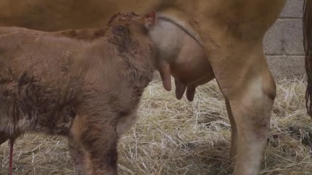 New Born Limousin Calf Finding Teats First Drink Colostrum Milk — Stock Video