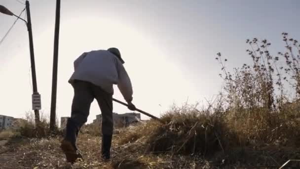 成年男性农民堆积起来 采摘小麦 用高杆叉 天色明媚 低角度手持平底锅慢动作 — 图库视频影像