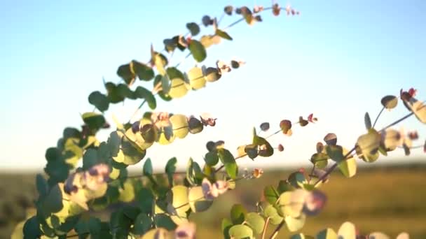 Nature Les Feuilles Sont Soufflées Dans Vent — Video