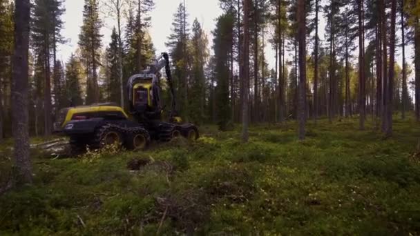 Escorpión Haciendo Trabajo Forestal — Vídeos de Stock