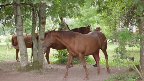 Otämjda Vilda Hästar Omringade Ett Moderbarn Skogen — Stockvideo