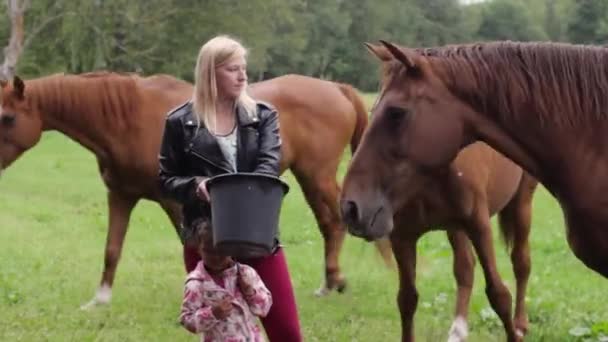 Medkänsla För Hästar Som Lärs Till Små Barn — Stockvideo