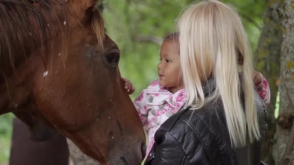 Compartilhando Amor Incondicional Para Cavalos Momento — Vídeo de Stock