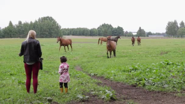 Веселый День Ферме Приближающимися Лошадьми — стоковое видео