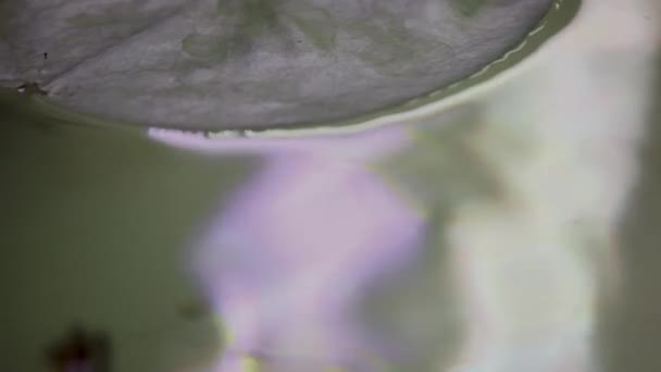 Petits Poissons Nageant Dans Leur Nouvel Aquarium Dans Espoir Trouver — Video