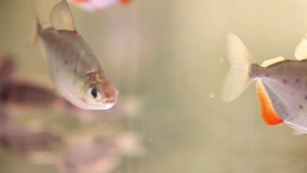 Poisson Metynnis Lippincottianus Argent Tacheté Nageant Dans Aquarium Neuf — Video