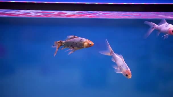 Shubunkin Balıkları Yeni Akvaryum Akvaryumlarında Birlikte Yüzüyorlar Bütün Gün Boyunca — Stok video