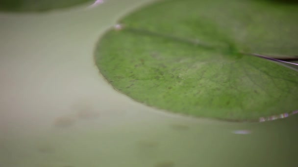 Akvaryum Bitkilerinin Organiklerin Arasında Yüzen Oranda Balıkları Beslenecek Bir Şey — Stok video